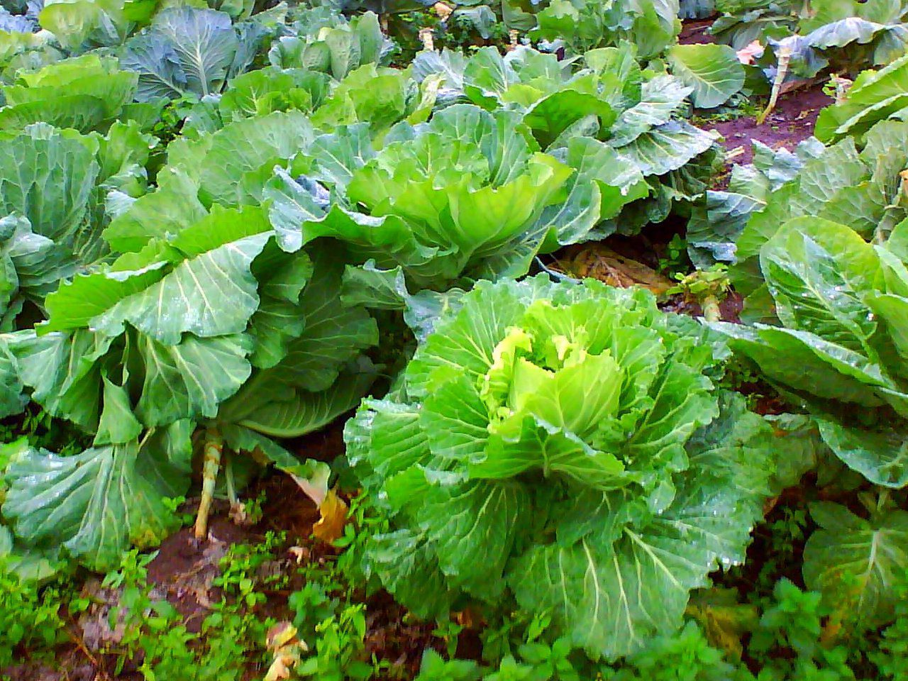 Serves You Right Collard Greens Superfood That s Sweeter Harvested In