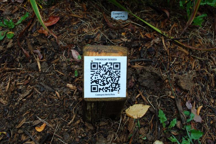 Tree QR Code for Blog, Used in Wilderness Road Blog concern…