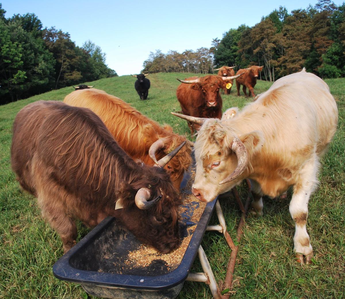 Ashe Ag Leaders Push For Local Livestock Market Main Street