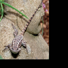 The Sound of One Lizard Clapping | News | wataugademocrat.com