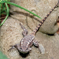 Lizard Clapping The Sound of One Lizard Clapping | News | wataugademocrat.com