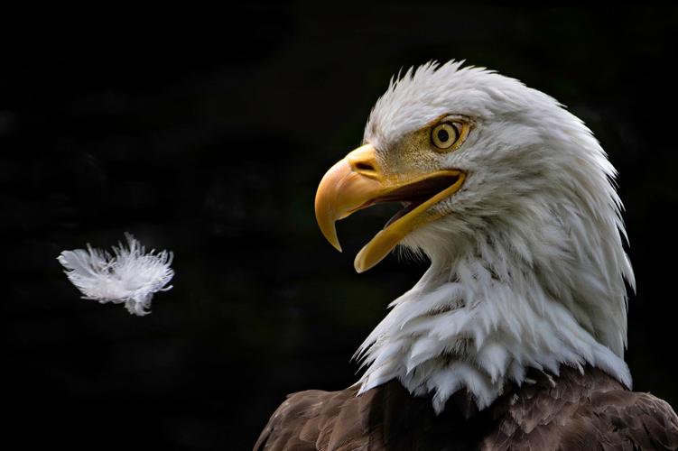 Grandfather Mountain Photography Weekend registration now open Blowing Rocket