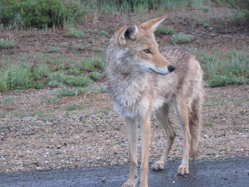 Non-native coyote is here to stay | News | wataugademocrat.com