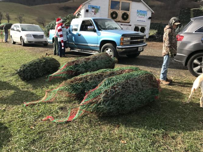 Choose and Cut Christmas trees offer different experience