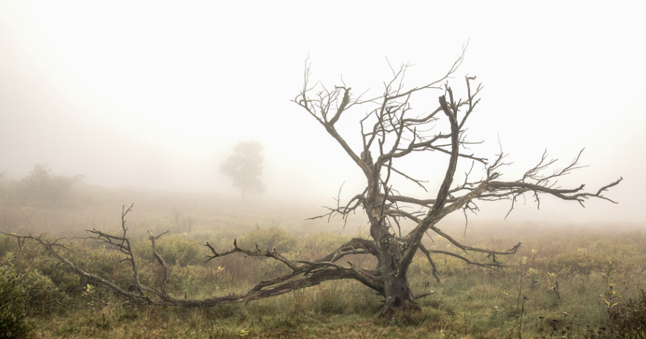Read moreMarcia Molnar and Susan Harris taking up Edgewood Cottage residency Aug. 17-23