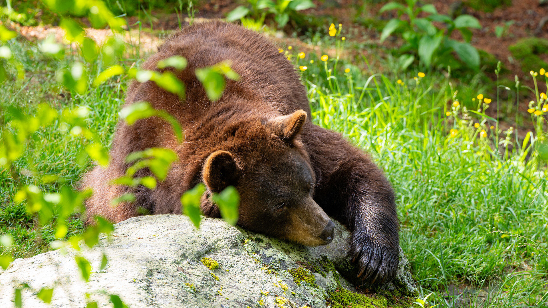 Grandfather Mountain mourns the loss of 27-year-old black bear