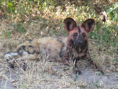 Wild Dogs