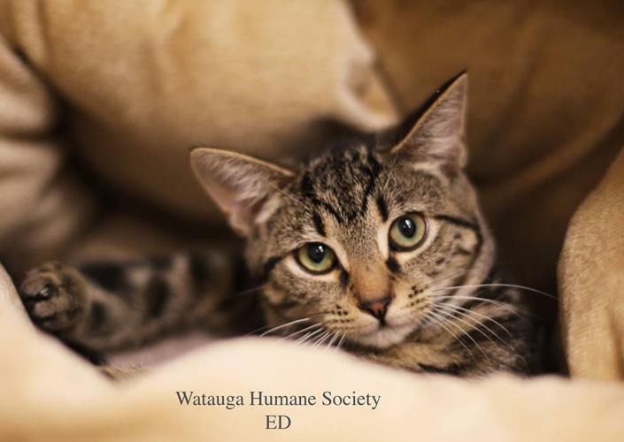 Watauga Humane Society achieves record adoption numbers in 2016