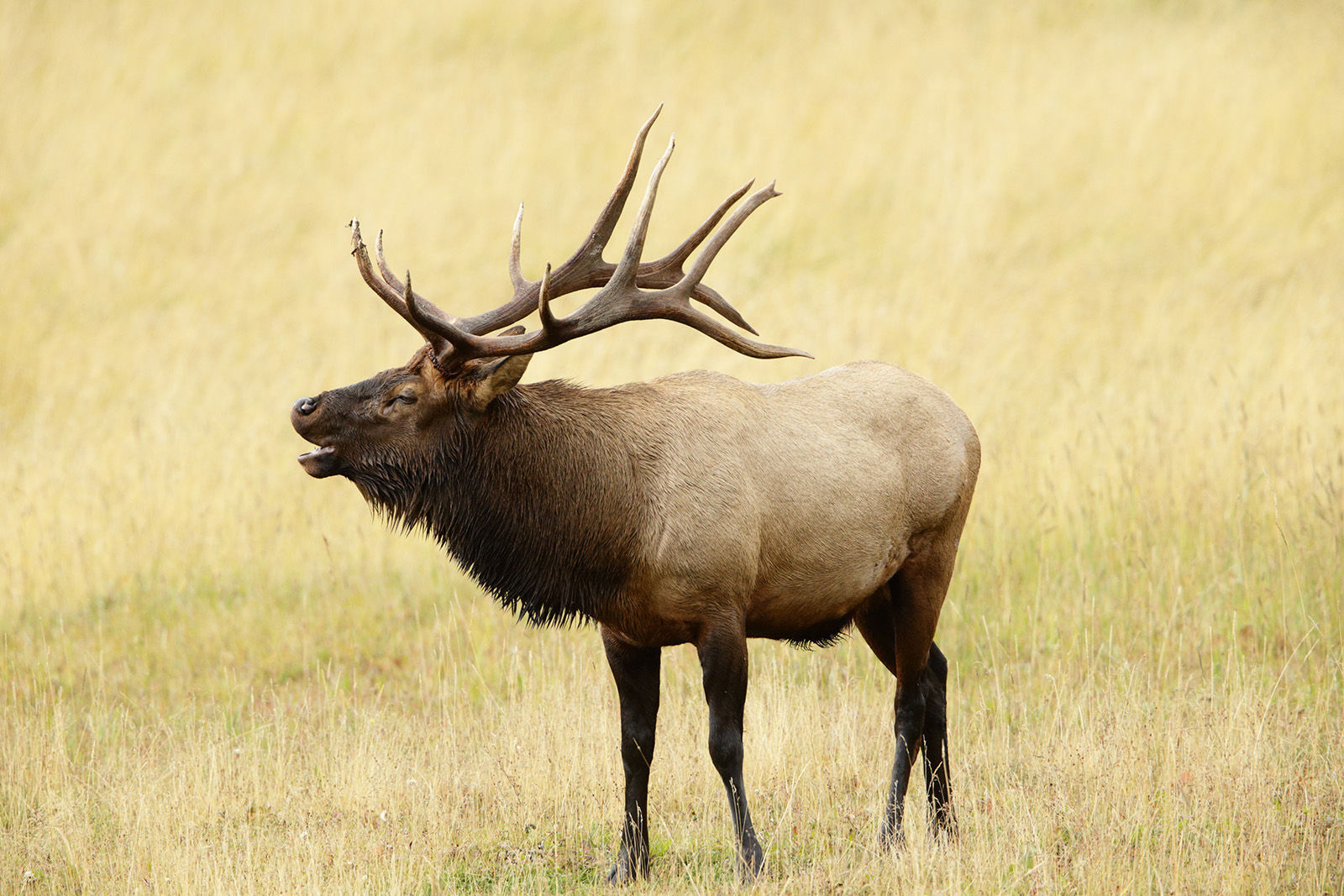 bull elk images bull elk images