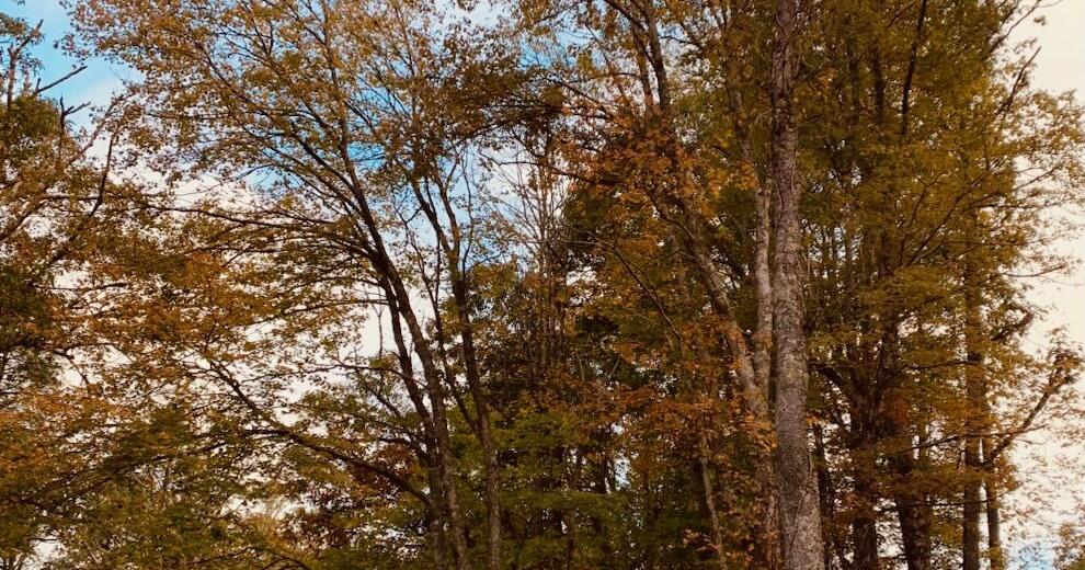Blue Ridge Conservancy protects property across 7 N.C. counties