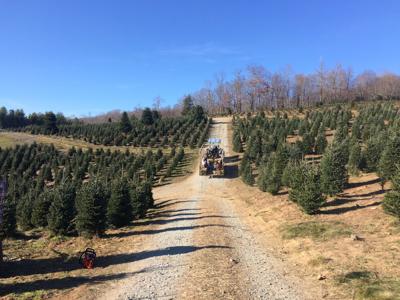 Fraser Fir Christmas Tree Industry Brings A Cut Of The High Country All Over The World Wataugademocrat Com