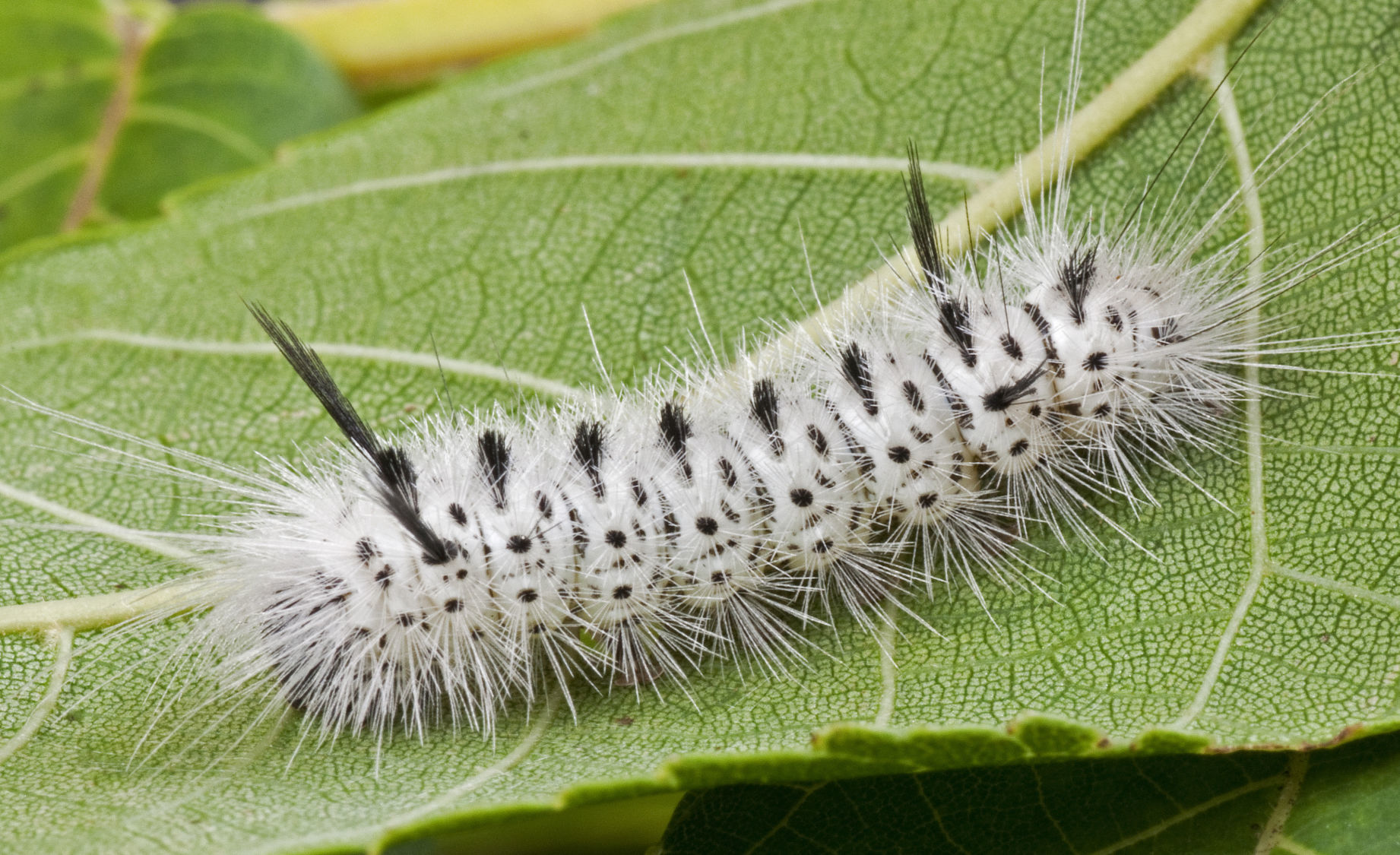 download woolly worm poisonous download woolly worm poisonous