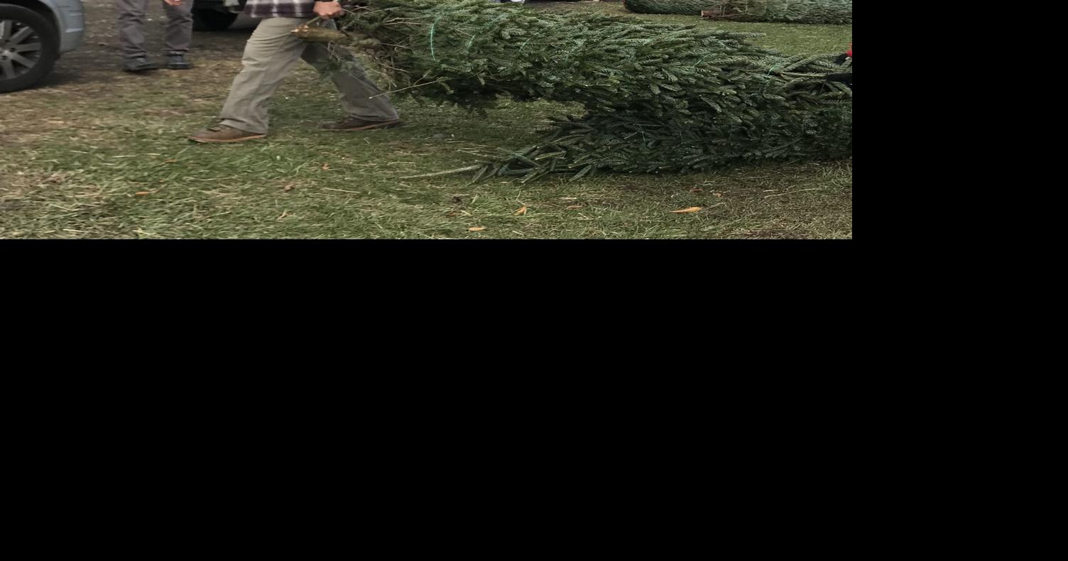 Choose and Cut Christmas trees offer different experience