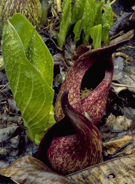 Dear Naturalist: Our early blooming skunk cabbage | Mountain Times