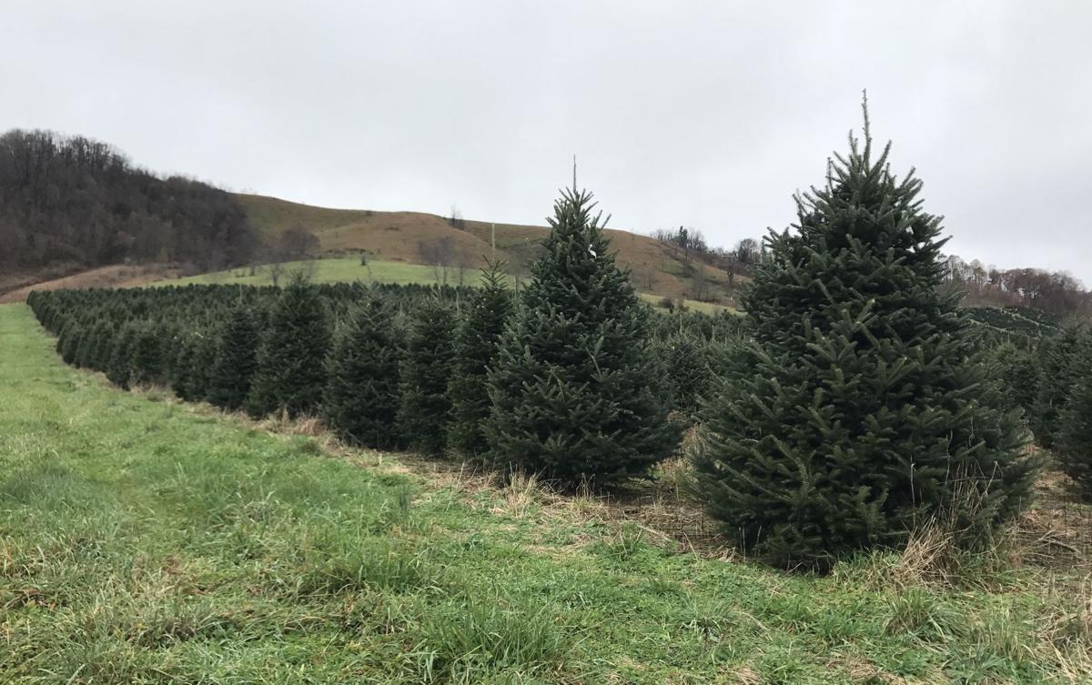 choose and cut your own christmas tree wataugademocrat com choose and cut your own christmas tree wataugademocrat com