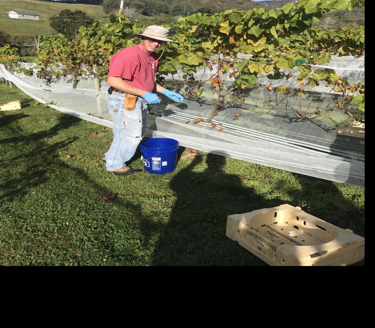 Vintner 2017 A Great Year For High Country Wines Main Street