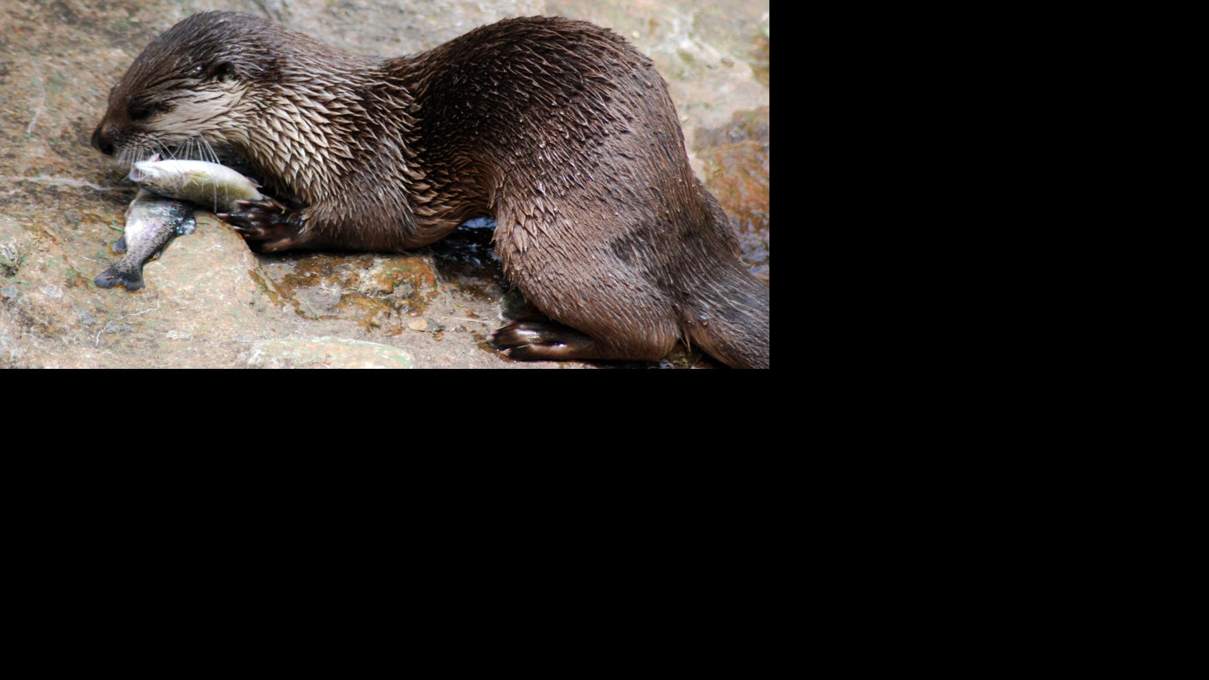 Studies show North Carolina’s river otters are thriving News