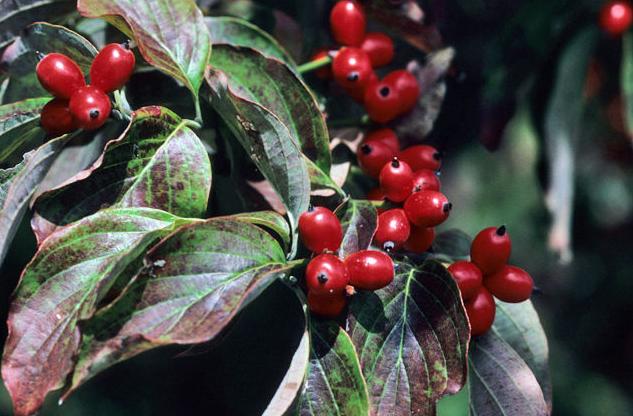 Are dogwood berries edible? | Community | wataugademocrat.com