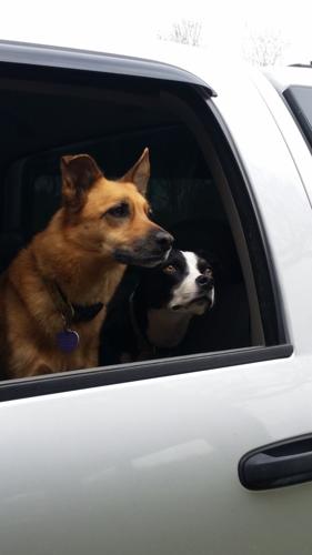 Puppy Passengers