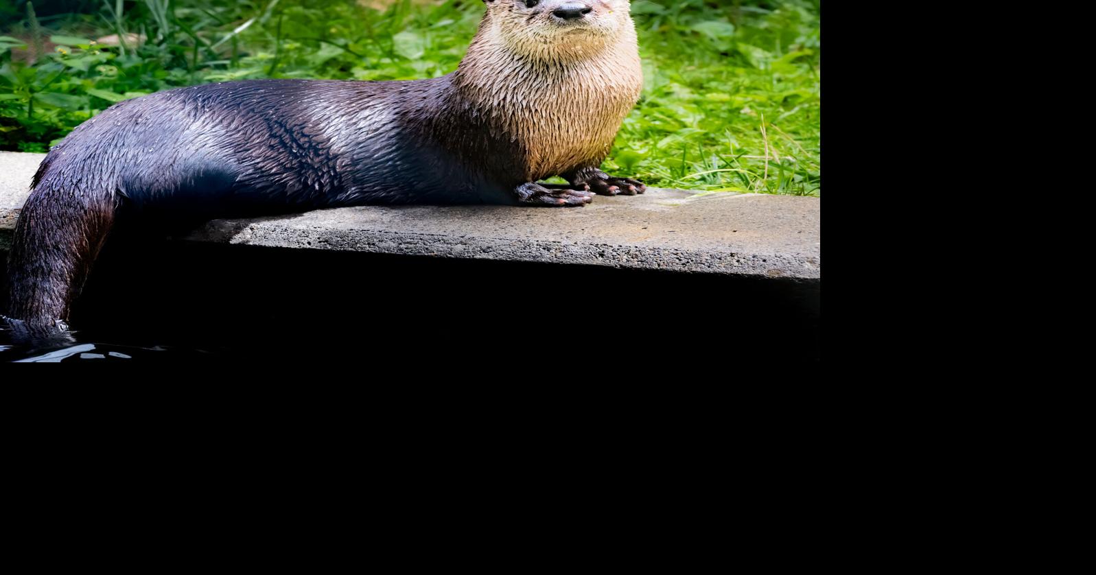 Read moreGrandfather Mountain welcomes Fig the river otter