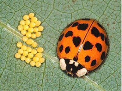 Absentee Gardeners: The Asian lady beetle: An unwelcome houseguest, Columns