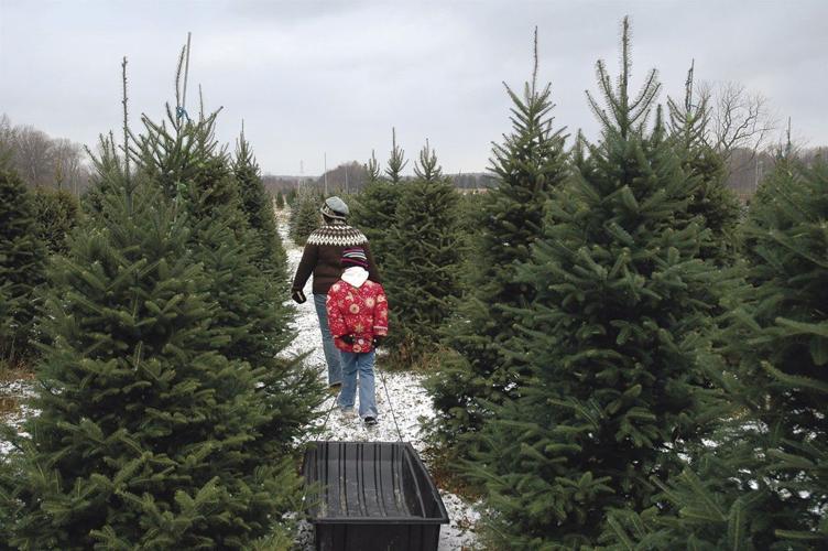 It's Fraser season Choose and cut farms ready to sell Christmas trees