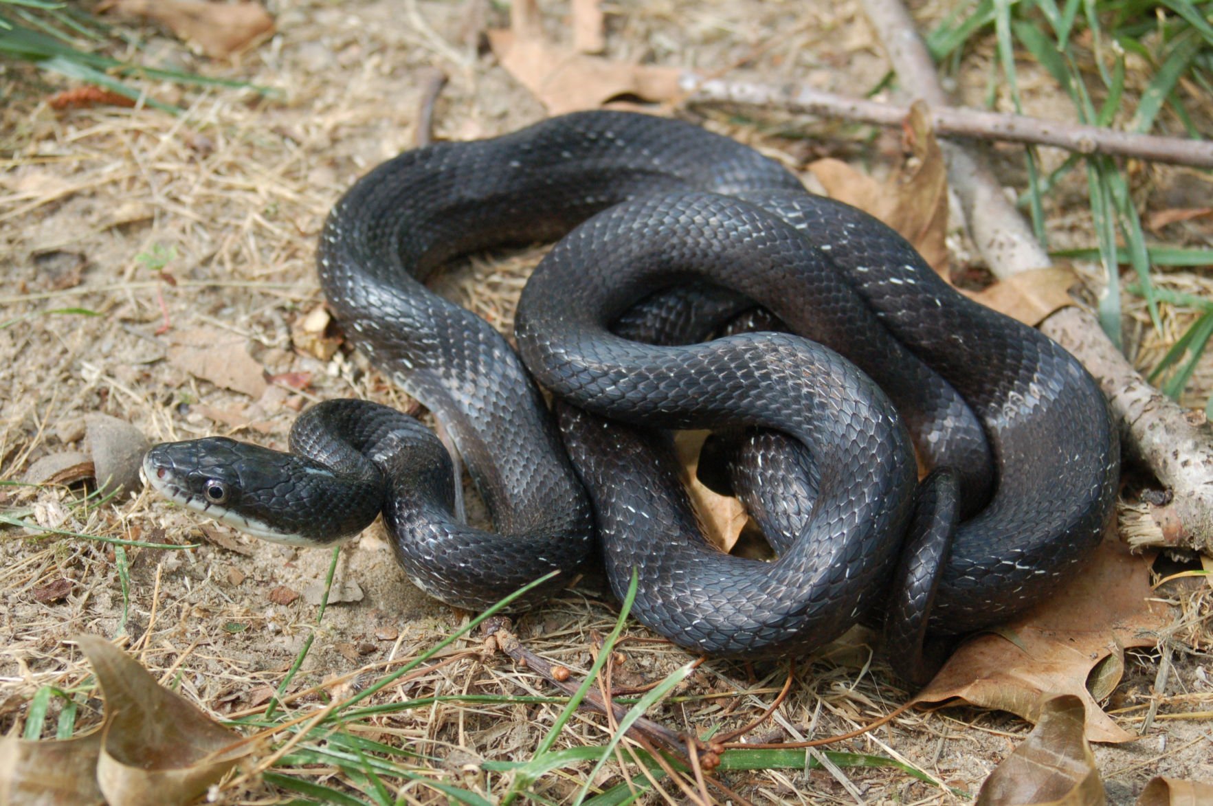 Wildlife Commission Offers Advice When Seeing A Snake In The Wild ...