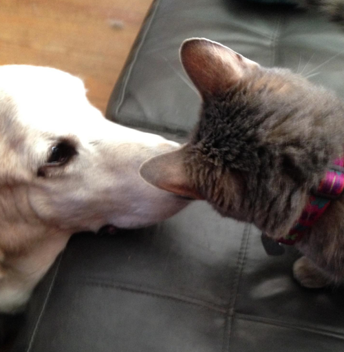 Making New Friends