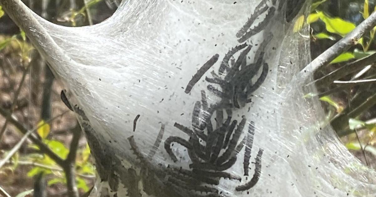Cat Tree Rope Bugs Column: A tree house bug — the eastern tent caterpillar | Columns ...