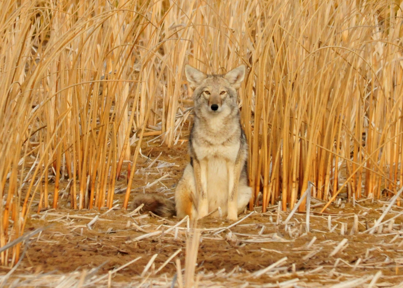 best coyote sounds for february