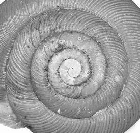 snail shell outline