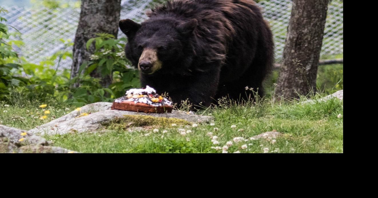 Animal Birthday Bash At Grandfather Mountain Community Wataugademocrat Com