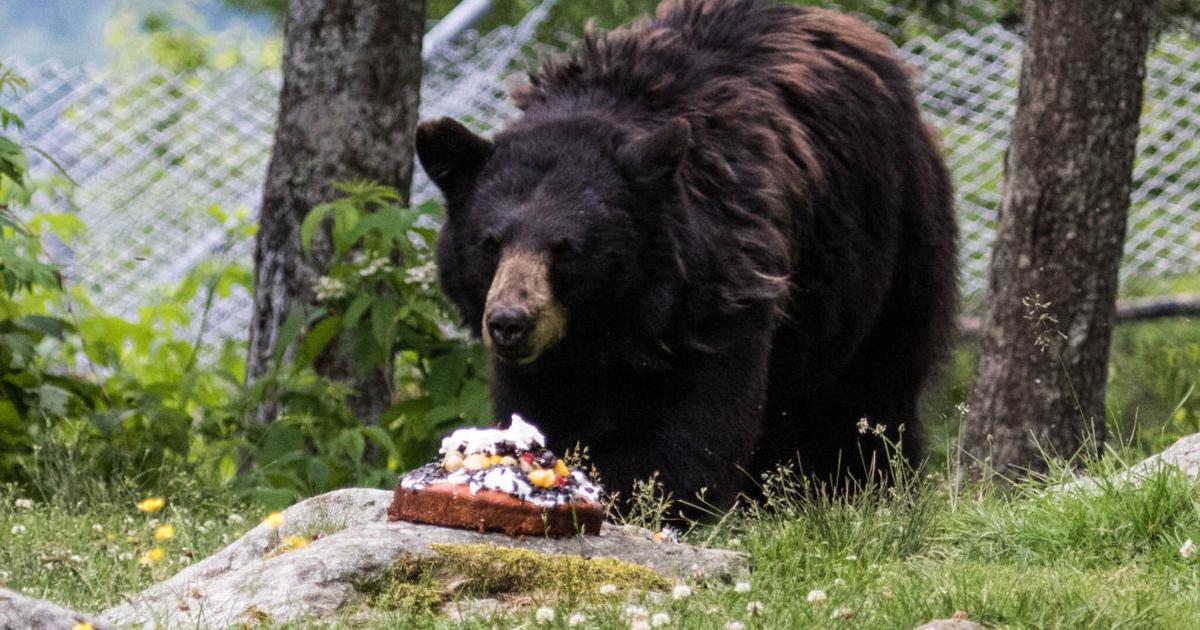 Animal Birthday Bash At Grandfather Mountain Community Wataugademocrat Com Animal Birthday Bash At Grandfather Mountain Community Wataugademocrat Com