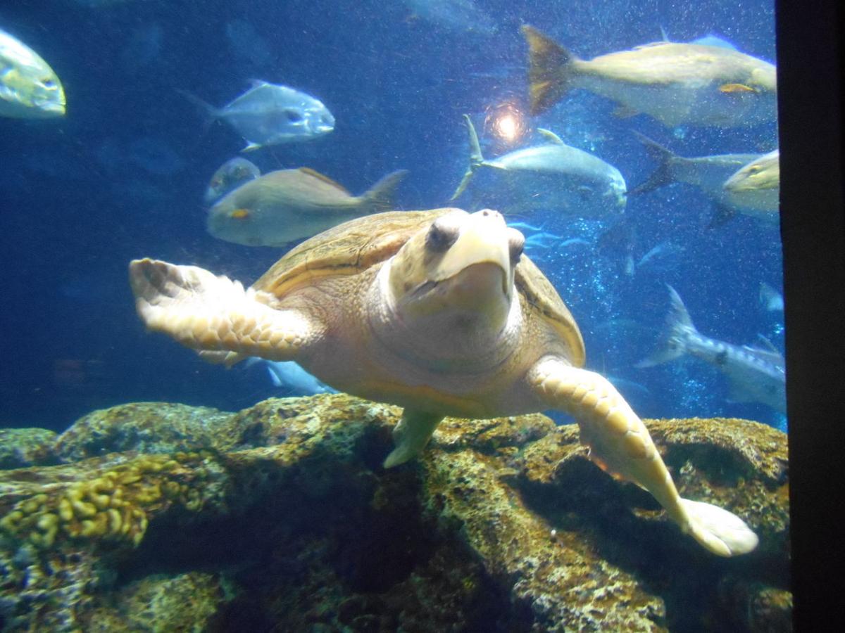 Two Rivers students learn about waterways, oceans on trip to Charleston