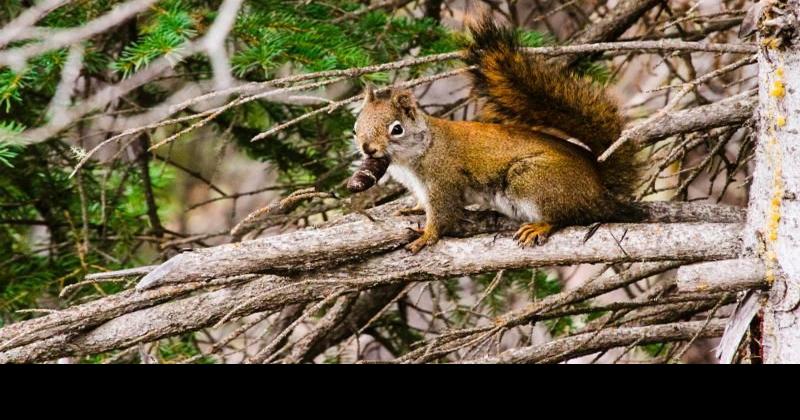 Dear Naturalist Red Squirrels Come To The High Country Mountain Times Wataugademocrat Com