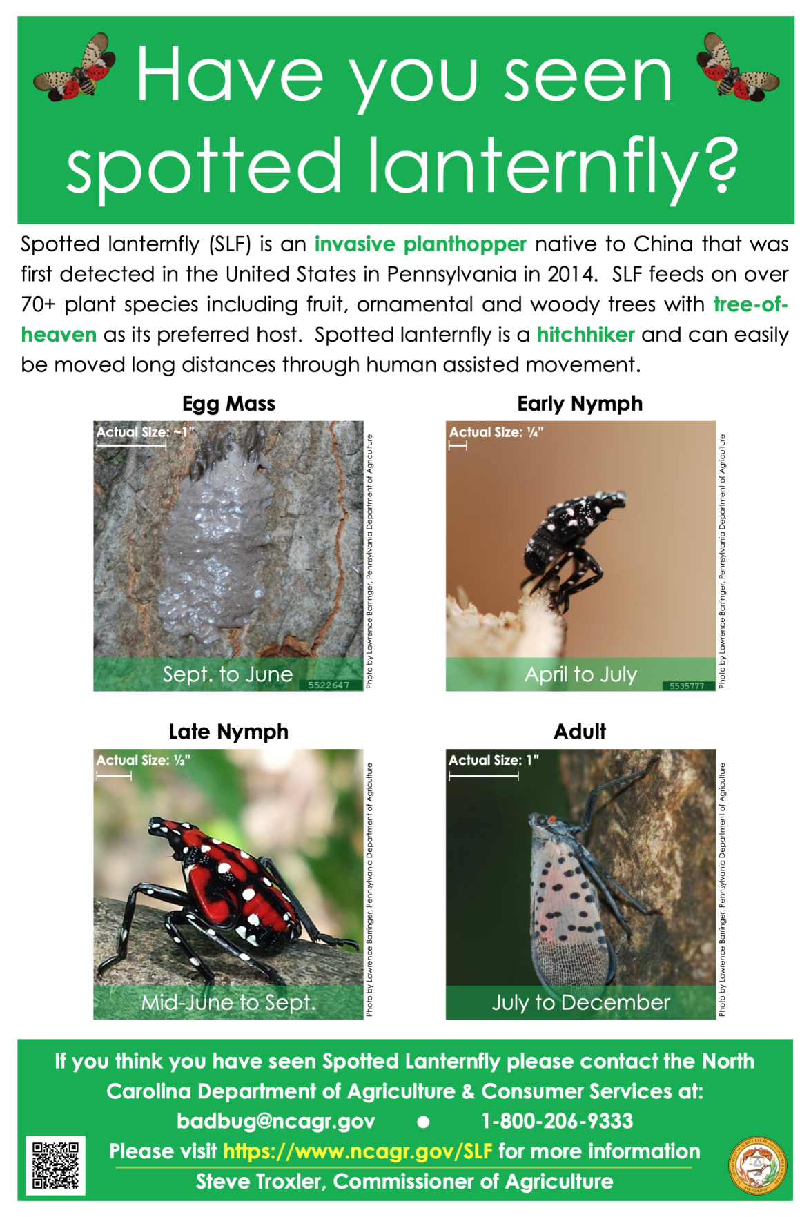 A very bad bug: Spotted lanternfly | Community | wataugademocrat.com