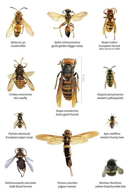 Asian giant hornet | | wataugademocrat.com