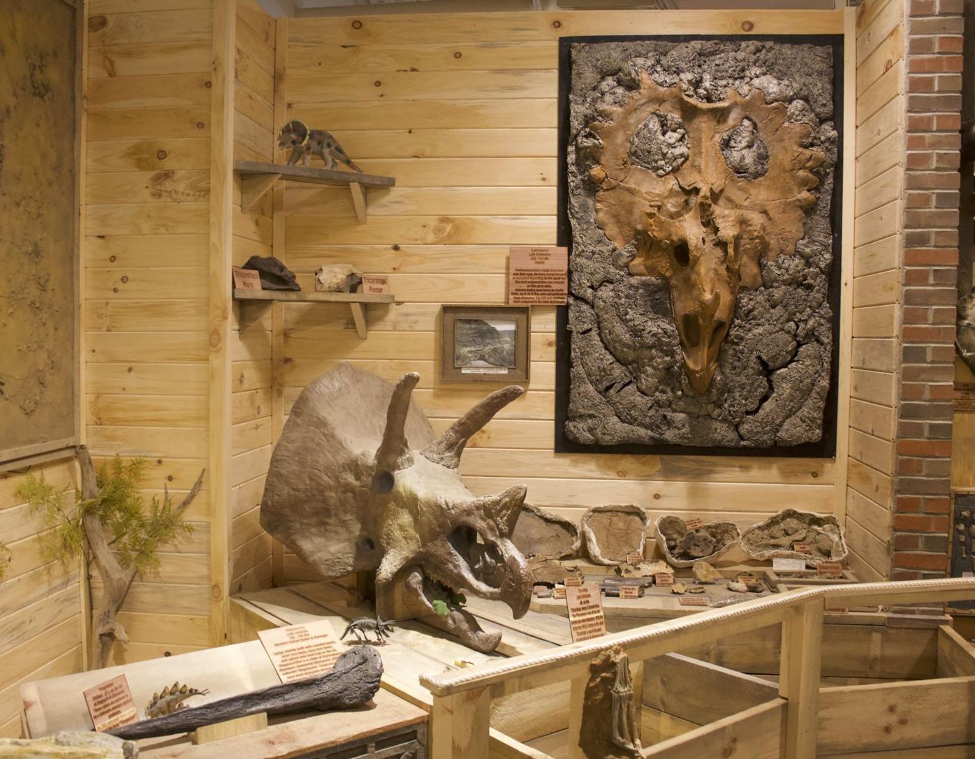 fossils in museums