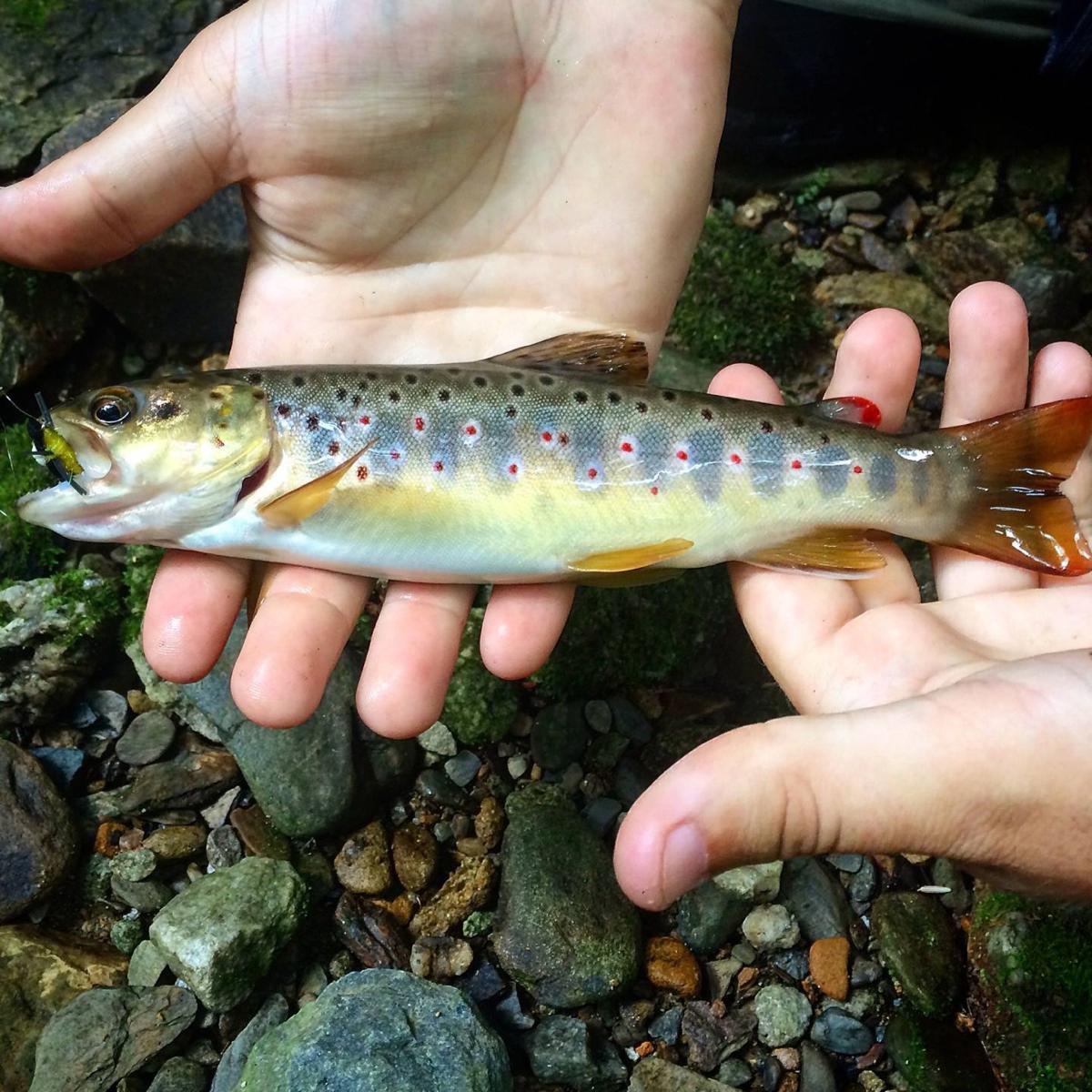 5 Tips For Summer Fly Fishing In The High Country Hcnc