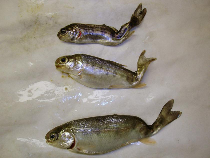 Whirling Disease Gill Lice Found In Watauga Trout News 