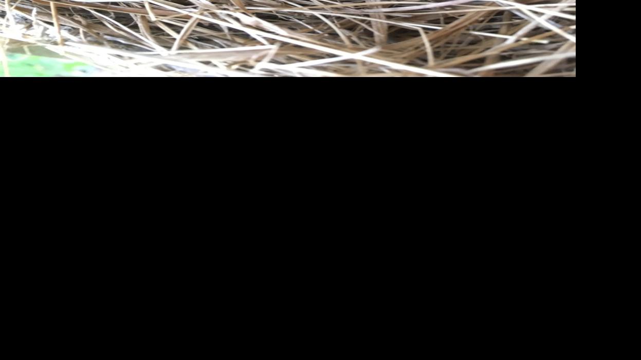 Dear Naturalist How Do Birds Keep Their Nests Clean Mountain Times Wataugademocrat Com