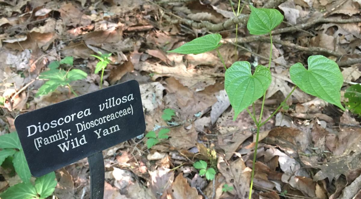 Dear Naturalist Wild yams lead to the birth control pill Mountain