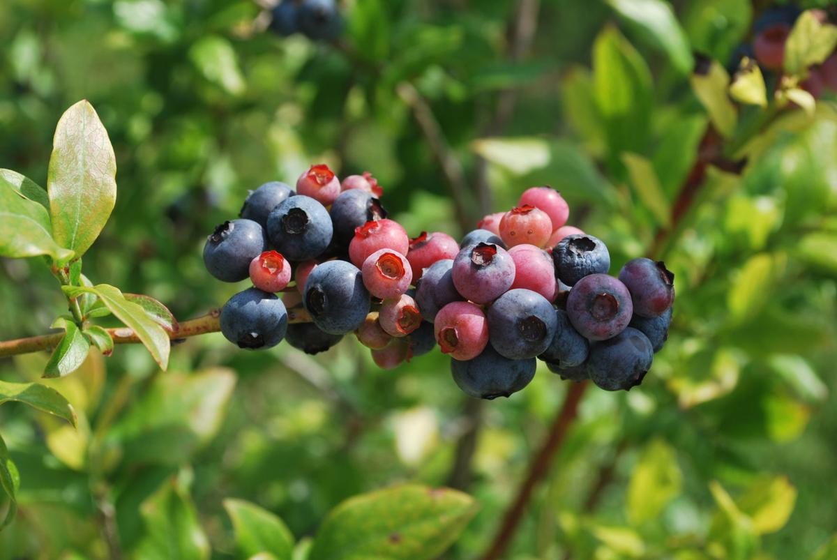 Blueberries blooming in Ashe County and beyond Food & Dining