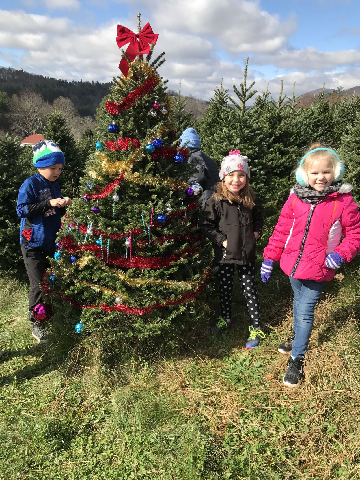 Christmas Trees 2022 Watauga Democrat Hardin Park Students Track Christmas Tree Connections To Other Communities  | Community | Wataugademocrat.com