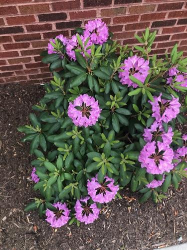 Rhododendron bloom will bring tourism to High Country | Mountain Times |  wataugademocrat.com