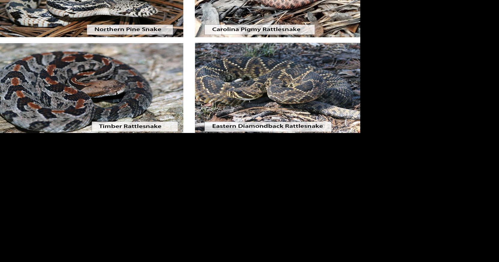 Expect to see snakes as the weather warms | Mountain Times ...