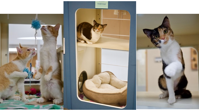 Watauga Humane Society Issues Cat Condo Challenge News
