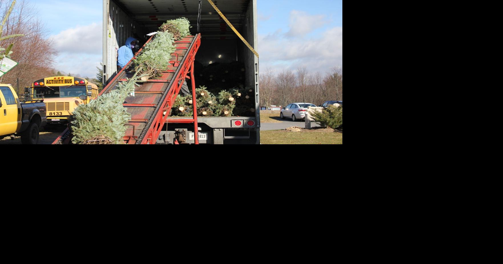 More people buying real trees vs. artificial this Christmas News