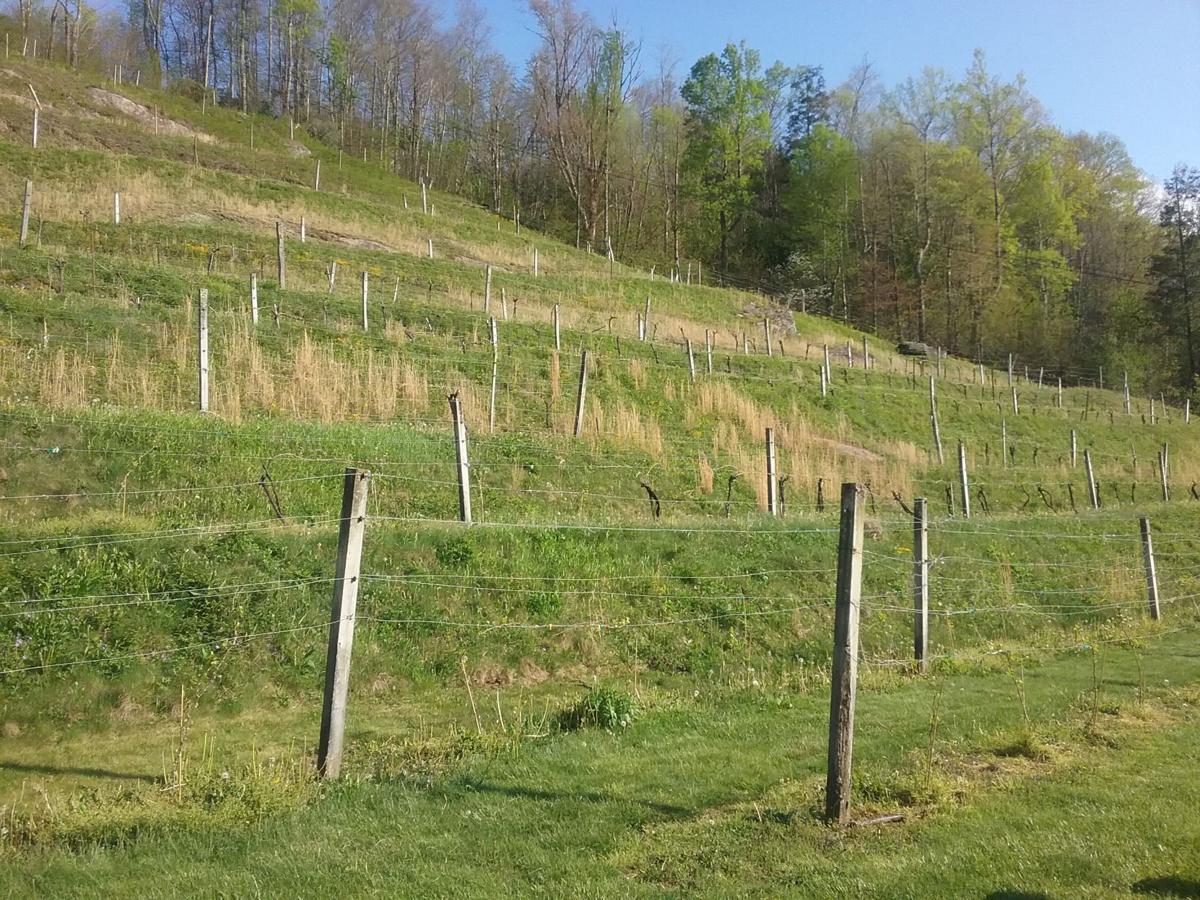 Wine Country High Country Wineries Offers A Unique Mountain