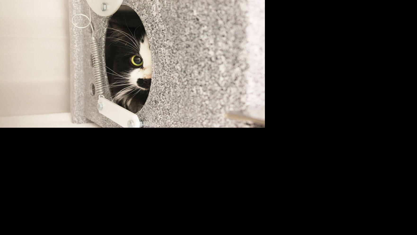 Humane Society Animal Control Take New Approach To Community Cats Community Wataugademocrat Com